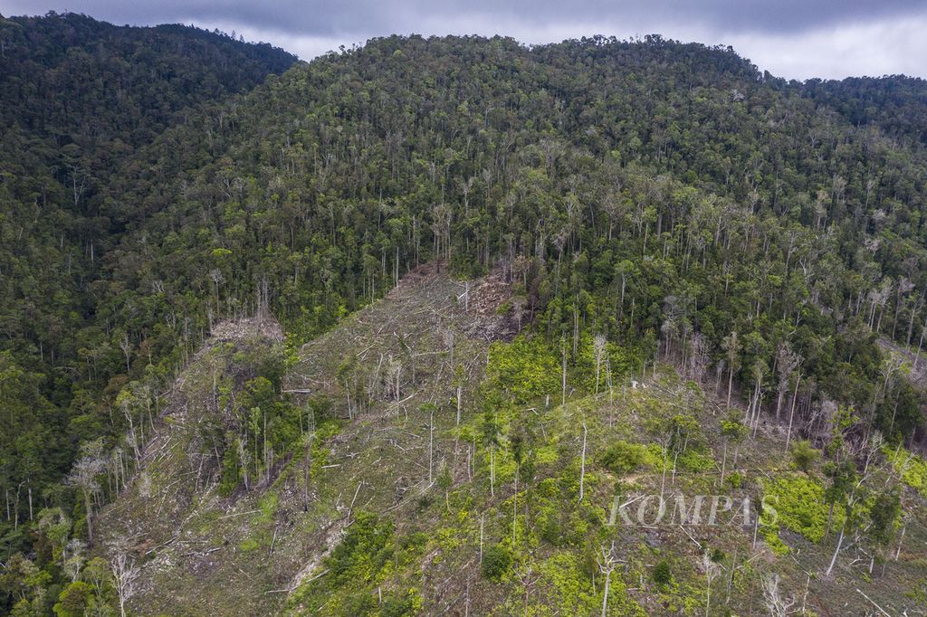Perambahan hutan di cagar alam Pegunungan Cycloop masih marak terjadi seperti terlihat di Kelurahan Bhayangkatra, Distrik Jayapura Utara, Kota Jayapura, Papua, Senin (29/11/2021).