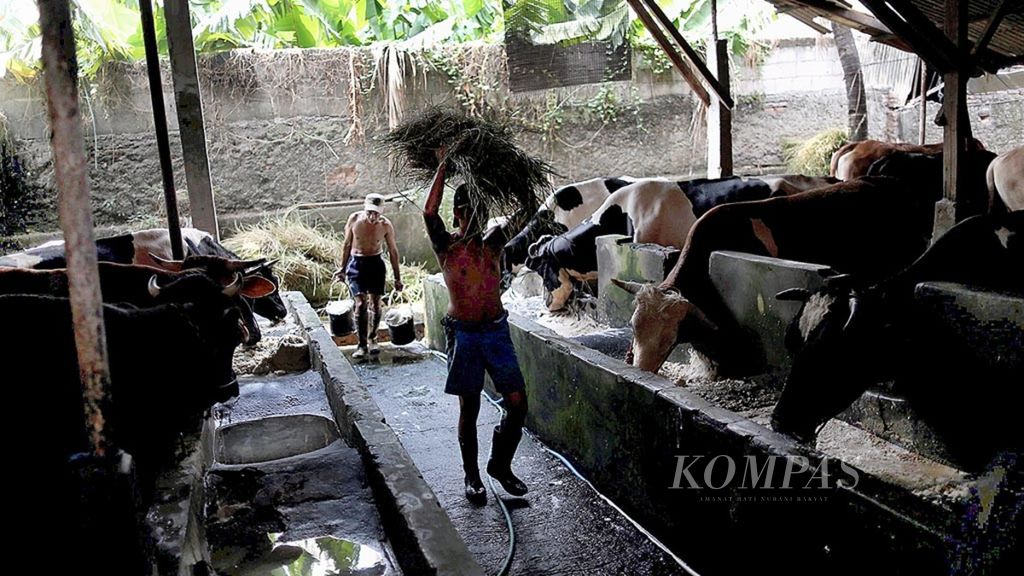 Pekerja mengangkut makanan sapi di peternakan sapi perah di kawasan Mampang, Jakarta, Rabu (19/7/2017).