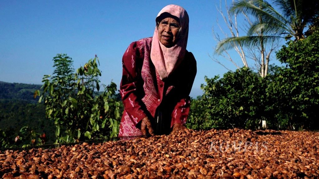 Seorang petani kakao di Kelurahan Ulunggolaka, Kecamatan Latembaga, Kabupaten Kolaka, Sulawesi Tenggara, sedang mengeringkan kakao di depan rumahnya, Minggu (19/5/2019). Panen kakao tahun ini dprediksi meningkat dan lebih baik dari tahun sebelumnya. Meski begitu, petani berharap harga kakao jauh lebih bersaing.