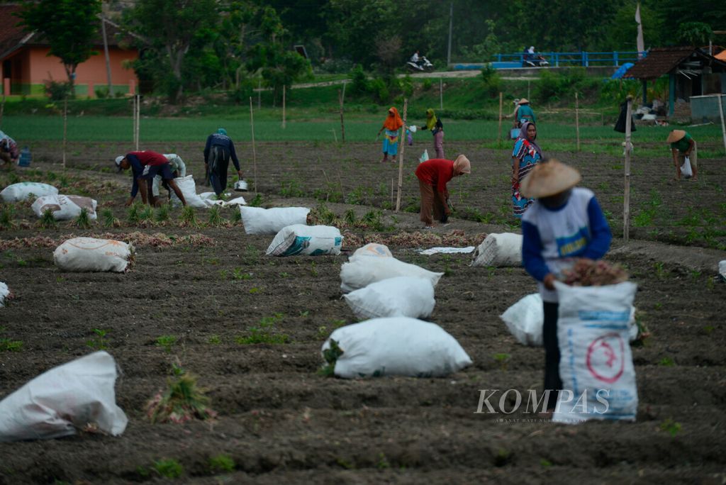 Ilustrasi: Buruh tani memanen bawang merah di Kelambu, Kabupaten Grobogan, Jawa Tengah, Selasa.