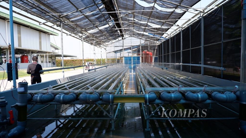 Suasana di area green house mikroalga PT Evergen Resources di Desa Mororejo, Kaliwungu, Kendal, Jawa Tengah, Kamis (25/7/2019). Perusahaan bioteknologi berbasis mikroalga ini menghasilkan bahan aktif antioksidan astaxantin dengan merek AstaLuxe, yang menjadi bahan obat dan kosmetik.