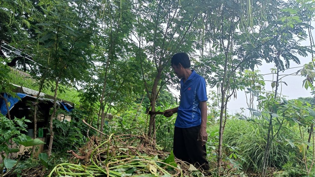 Petani di pinggiran Kanal Banjir Timur, Pondok Bambu, Duren Sawit, Jakarta Timur, Sarip (52), sedang merawat tanaman pertaniannya, Minggu (9/10/2022). 