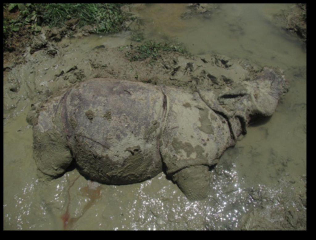 Kementerian Lingkungan Hidup dan Kehutanan, Selasa (30/4/2019) merilis foto kematian seekor badak jawa remaja di Taman Nasional Ujung Kulon, Banten. 