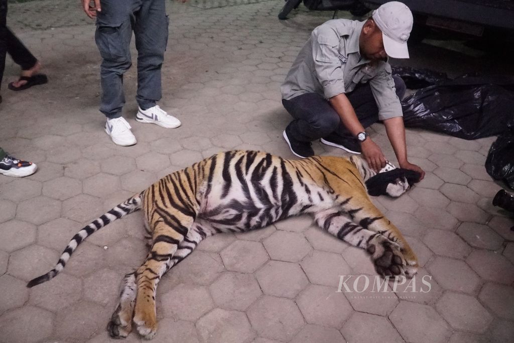 Petugas Balai Konservasi Sumber Daya Alam (BKSDA) Sumatera Barat (Sumbar) melepaskan pengikat mulut bangkai harimau sumatera asal Pasaman.