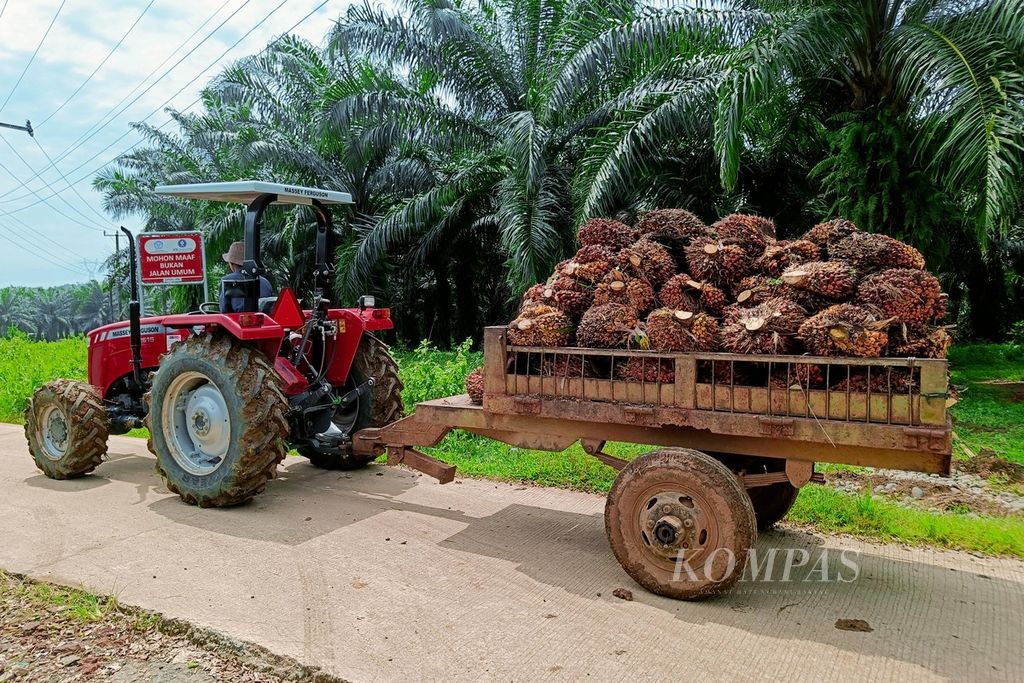 Pekerja membawa buah sawit di perkebunan sawit Jonggol, Kabupaten Bogor, Jawa Barat, Sabtu (13/1/2024). Komoditas kelapa sawit merupakan salah satu kontributor yang menopang pertumbuhan ekonomi nasional, baik melalui perdagangan internasional maupun penyerapan tenaga kerja. Badan Pusat Statistik mencatat, ekspor minyak kelapa sawit mentah (<i>crude palm oil</i>/CPO) Indonesia ke lebih dari 160 negara pada 2022 mencapai nilai 29,62 miliar dollar AS atau setara Rp 462,04 triliun. 