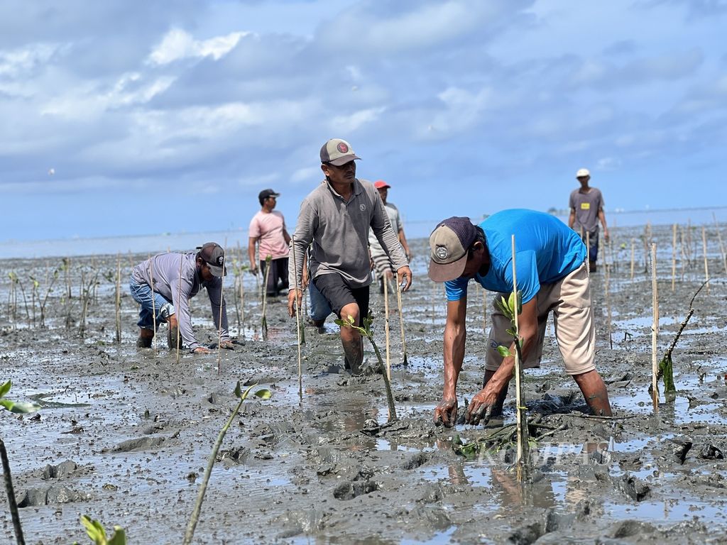 Warga menanam mangrove bersama di Desa Bulu Cindea, Pangkajene Kepulauan, Sulawesi Selatan, Senin (4/12/2023).