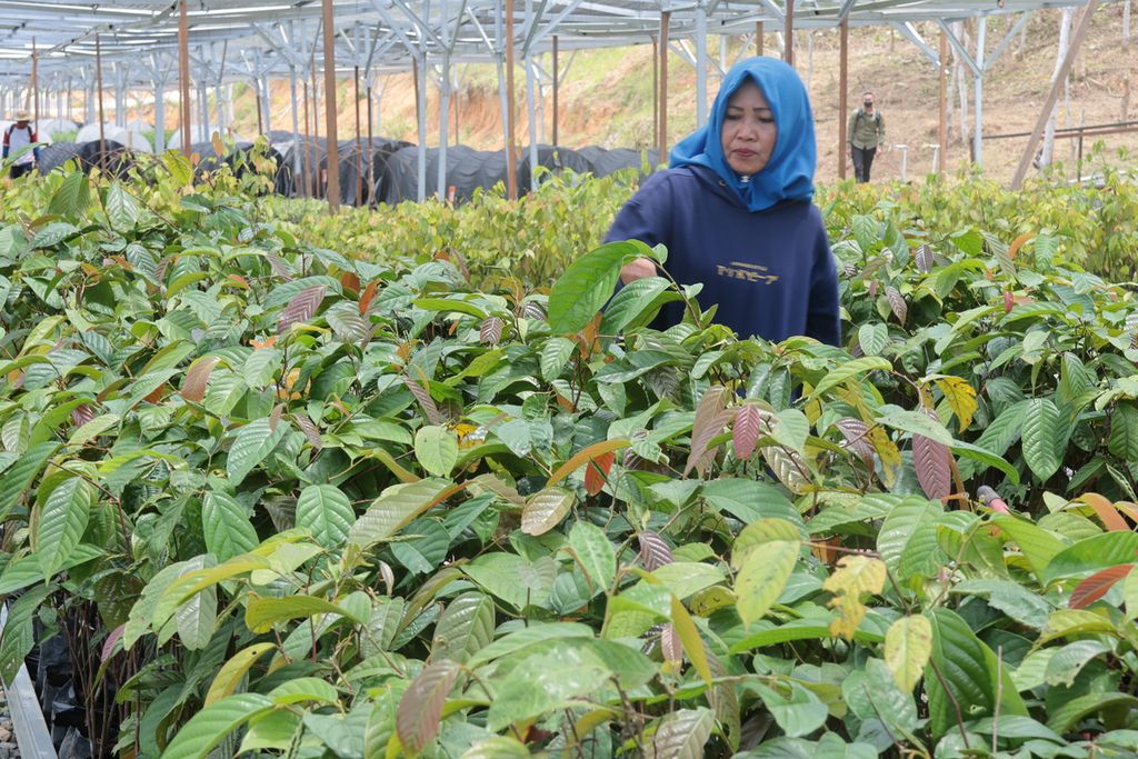 Persemaian Mentawir terus ditingkatkan kapasitasnya sembari memproduksi bibit. Bibit yang disiapkan, antara lain, pepohonan endemik Kalimantan dan tanaman buah-buahan. Foto diambil Kamis (23/2/2023).