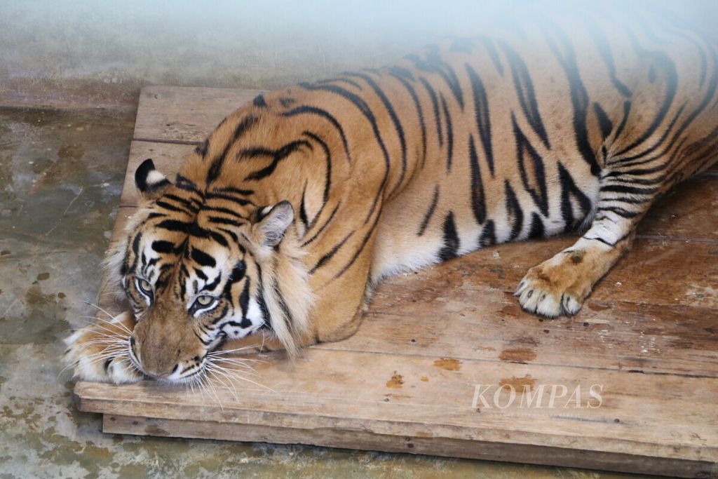 Harimau sumatera bernama Monang di Barumun Nagari Wildlife Sanctuary (BNWS), Kabupaten Padang Lawas Utara, Sumatera Utara, Selasa (14/8/2018). Monang diselamatkan saat kakinya terjerat kawat pemburu di Kabupaten Simalungun.