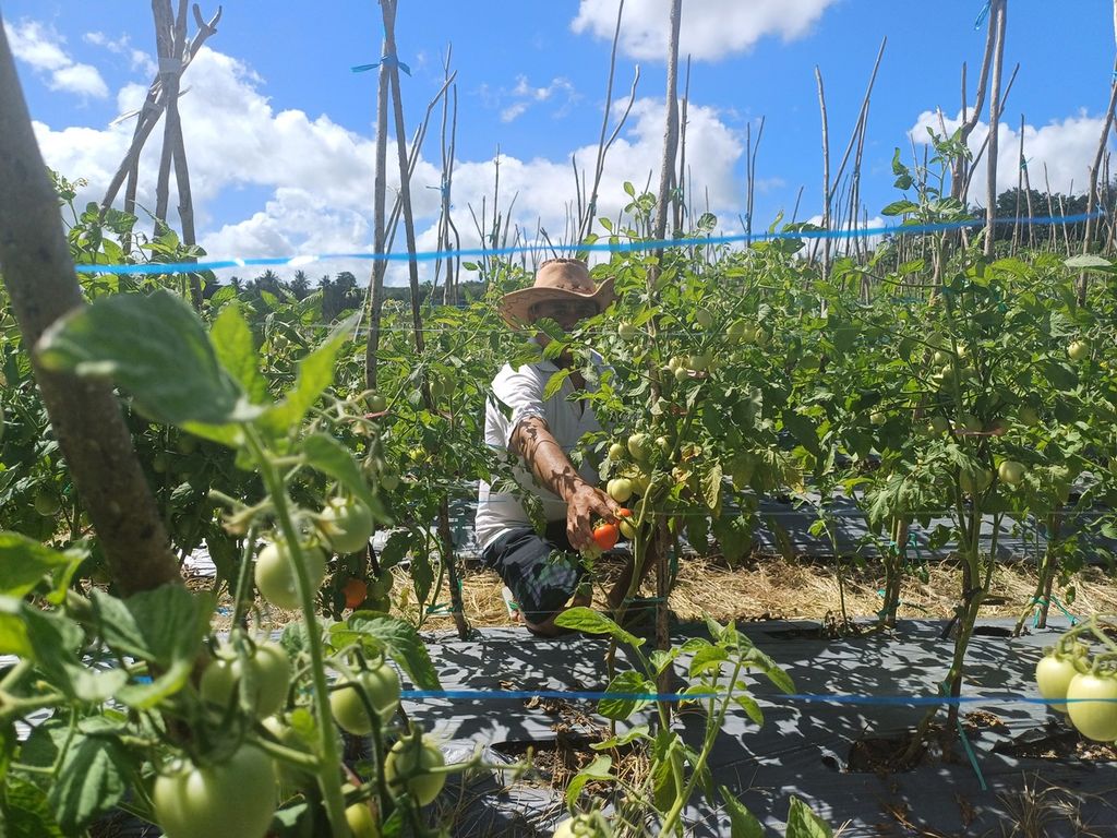 Daniel Aluman (55), petani terintegrasi di Kota Kupang, Senin (6/5/2024), memetik buah tomat yang masak untuk kebutuhan rujak makan siang di areal seluas 2.000 meter persegi, dari total lahan seluas 6 hektar miliknya.