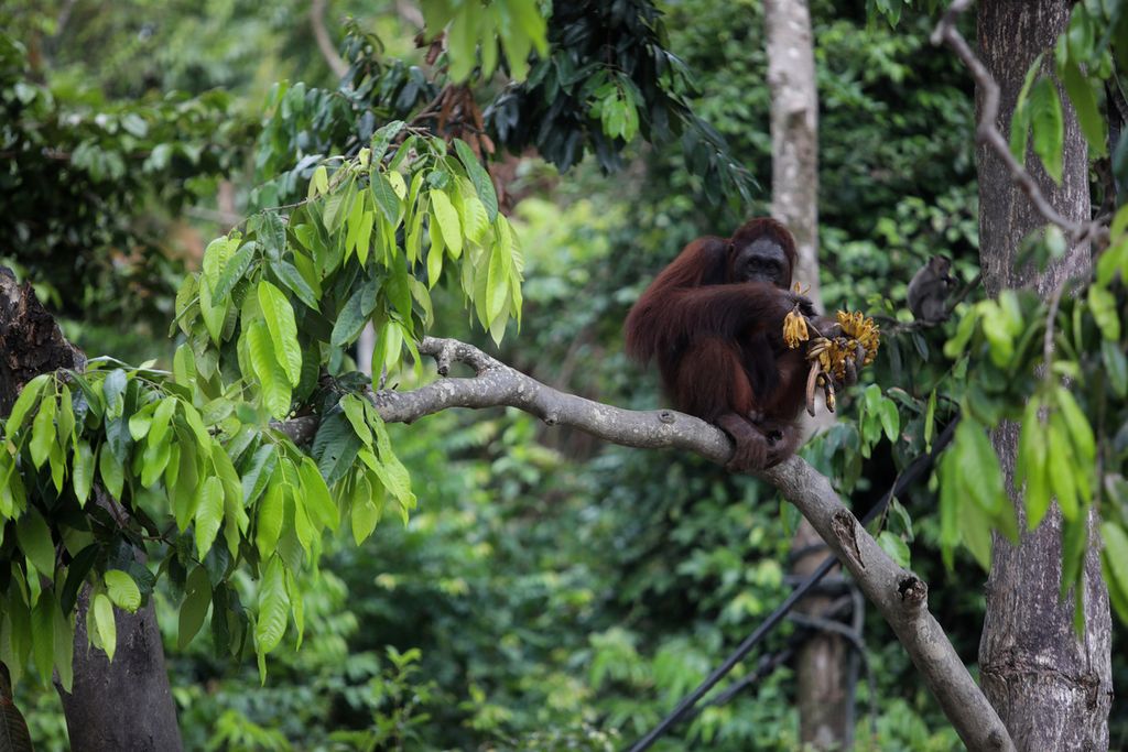 Orangutan menyantap pisang di atas dahan pohon di Pulau Badak Besar di gugusan Pulau Salat, Palangkaraya, Kalimantan Tengah (30/4/2021).