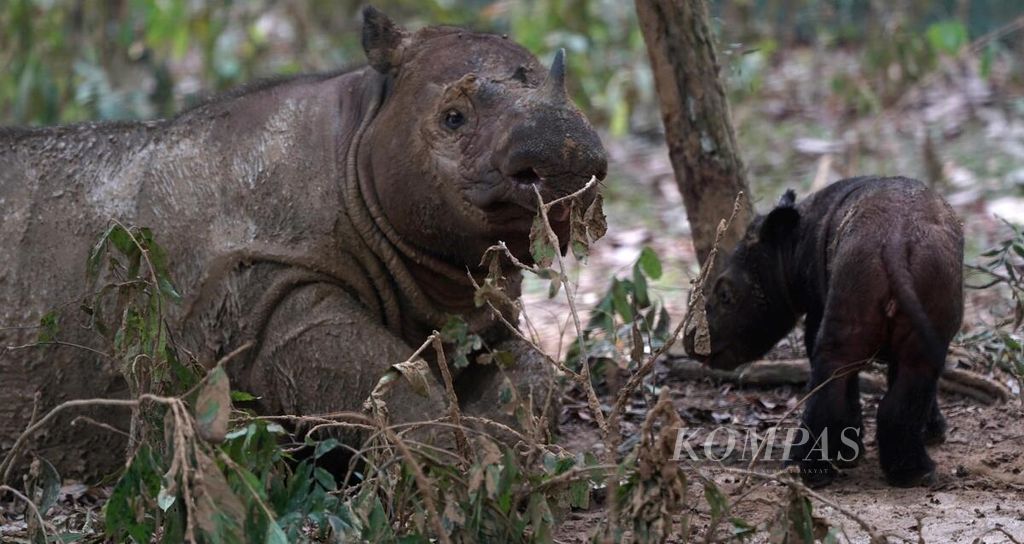 Badak sumatera (<i>Dicerorhinus sumatrensis)</i> bernama Ratu bermain dengan anaknya di kandang perawatan khusus di Suaka Rhino Sumatera di kawasan Taman Nasional Way Kambas, Lampung Timur, Sabtu (7/10/2023). 