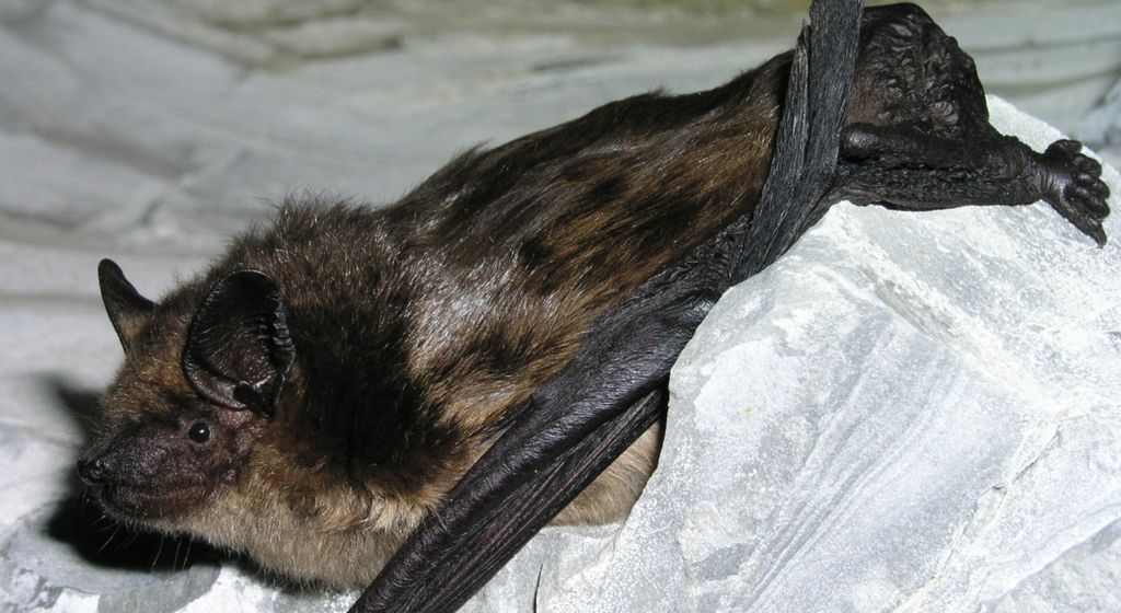 Apart from the large size of the penis in male bats and the mating process without penetration, <i>serotinus</i> bats are also capable of sexual intercourse for up to 12.7 hours.