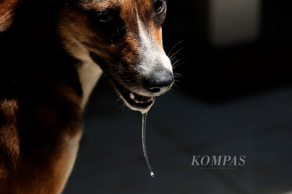 Anjing yang mengeluarkan air liurnya dalam kondisi sakit tidak terawat saat diselematkan di Animal Hope Shelter, Kota Semarang, Jawa Tengah, Selasa (9/1/2024). 