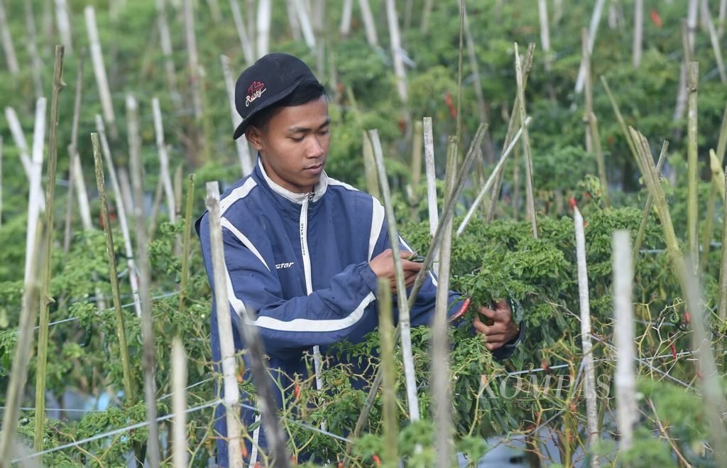 Petani panen cabai di Desa Supiturang, Kecamatan Pronojiwo, Kabupaten Lumajang, Jawa Timur, Kamis (5/3/2020). Hujan membuat banyak cabai menjadi busuk saat itu. 