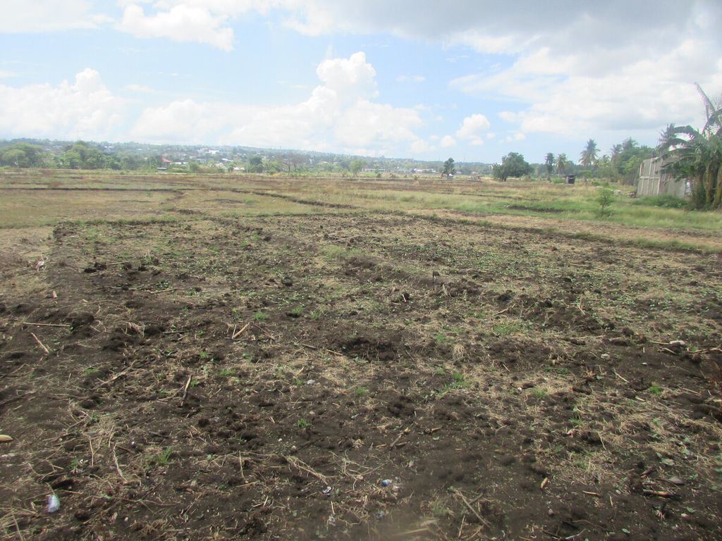 Lahan sawah tadah hujan di Kelurahan Oepura, Kota Kupang, NTT, belum disiapkan. Biasanya lahan tadah hujan itu sudah rampung disiapkan memasuki awal Desember sehingga Januari-Februari sudah bisa ditanami.