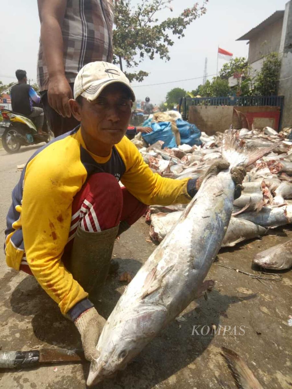 Tangkapan nelayan Karang Song, Indramayu, Jawa Barat, berupa ikan manyung, Jumat (5/10/2018). Ikan manyung seberat 7-12 kilogram per ekor ini kebanyakan ditangkap para nelayan Karang Song di perairan Natuna dan Laut Arafura di sekitar Maluku dan Papua.