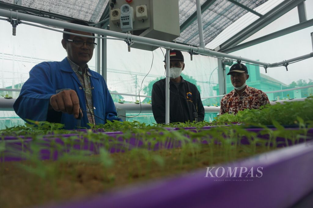 Pertanian dengan sistem hidroponik di Kampung KB Gadis, Kelurahan Tegalreja, Cilacap Selatan, Kabupaten, Cilacap, Jawa Tengah, Kamis (13/10/2022). Eco Smart Green House sebagai tempat penyemaian bibit sayur telah menggunakan panel surya demi mendukung kemandirian energi. 