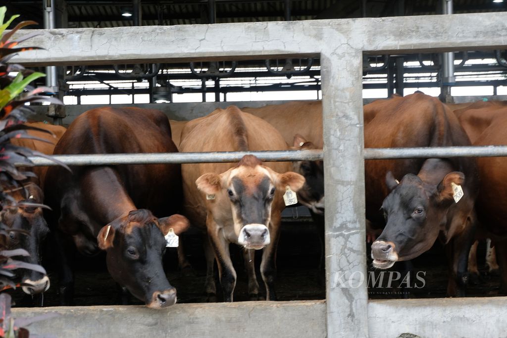 Suasana di peternakan milik PT Greenfields Indonesia di Malang, Jawa Timur, Selasa (30/5/2021). Tampak sapi jenis Jersey mengantre untuk perah dengan mesin otomatis.