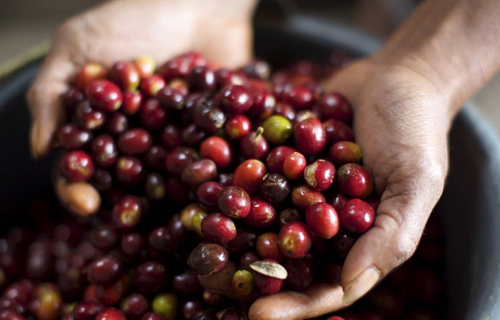 Biji kopi petik merah dikumpulkan sebelum penggilingan tahap pertama di Desa Wewowae, Kecamatan Bajawa, Kabupaten Ngada, Nusa Tenggara Timur, Sabtu (5/8). Sebagian petani Ngada memilih pola tanam organik untuk pohon kopi Bajawa. 