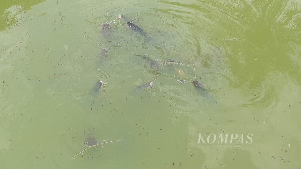 Potret ikan baung (<i>Hemibagrus nemurus</i>) di pondok Kelompok Budidaya Ikan Mina Sakti, Desa Sindangwangi, Kecamatan Sindangwangi, Kabupaten Majalengka, Jawa Barat, Rabu (23/11/2022). Kelompok ini memijahkan dan membudidayakan ikan baung yang populasinya kian terancam . Harga ikan baung bisa mencapai Rp 60.000-Rp 70.000 per kilogram.
