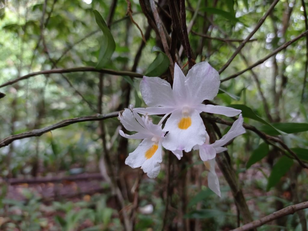 Anggrek <i>Dendrobium spathilingue</i> di Taman Anggrek Ranu Darungan TNBTS, Pronojiwo, Lumajang. 