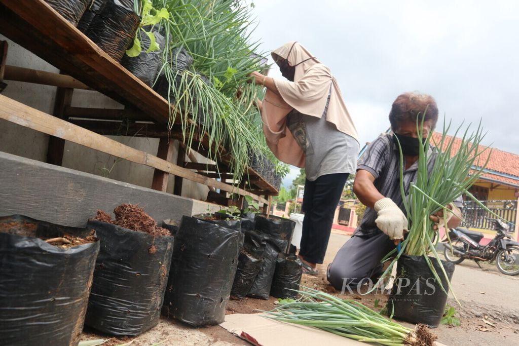 Pasangan suami istri Juned (56) dan Atin Rohatin (51) memanen bawang daun yang ditanam di depan rumahnya di Desa Nangka, Kecamatan Kadugede, Kabupaten Kuningan, Jawa Barat, Rabu (16/12/2020). 