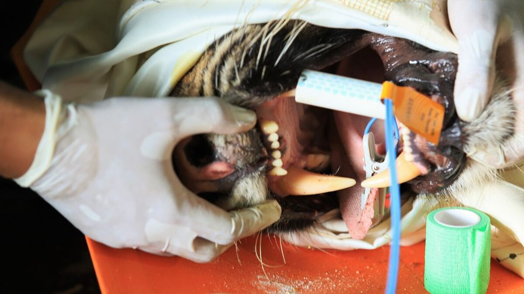 Petugas mengecek kondisi kesehatan seekor harimau jantan yang dievakuasi dari wilayah Merangin ke Tempat Penyelamatan Satwa Jambi, Jumat (22/4/2022). Harimau diharapkan dapat segera dilepasliarkan ke alam.