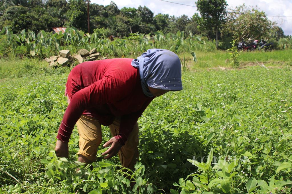 Petani beraktivitas di ladang mereka di Kelurahan Tanjung Pinggir, Kecamatan Siantar Martoba, Kota Pematang Siantar, Sumatera Utara, Rabu (10/1/2024). 
