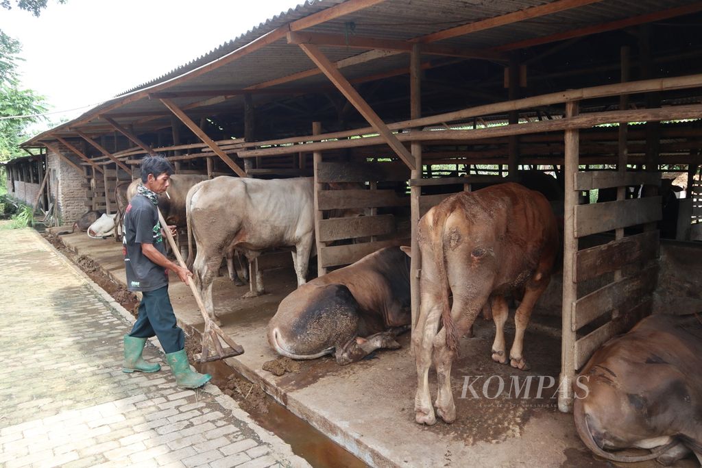 Warga membersihkan kandang sapi di Kalijaga, Kota Cirebon, Jabar, Selasa (24/5/2022).
