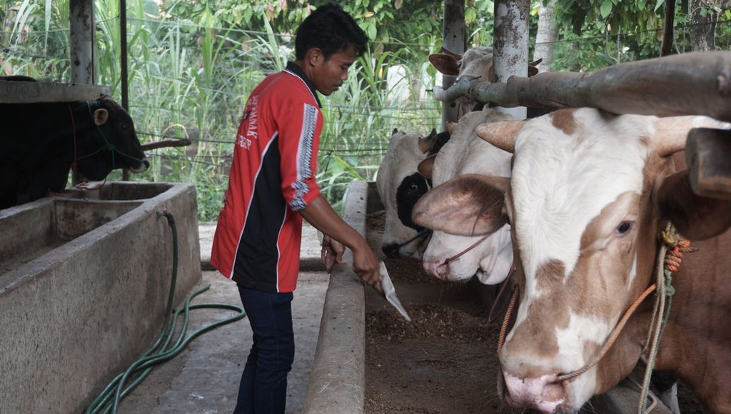 Eko Purwanto (30), peternak muda di Desa Astomulyo, Kecamatan Punggur, Kabupaten Lampung Tengah, Lampung, mengecek kondisi kesehatan sapinya, Sabtu (15/8/2020).