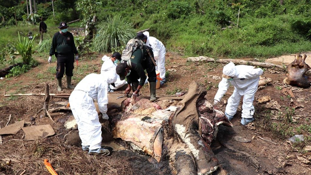 Tim forensik BKSDA Bengkulu-Lampung mengambil 14 sampel dari bangkai gajah sumatera di area Hutan Produksi (HP) Air Teramang Kabupaten Mukomuko, Bengkulu, Sabtu (30/6/2018). 