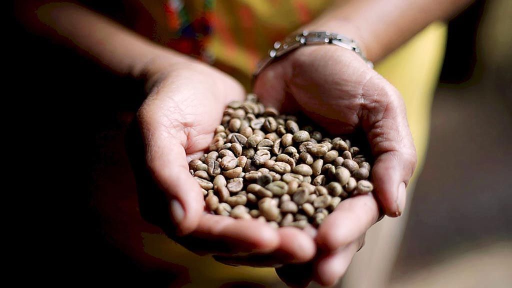 Kumpulan biji kopi  hasil usaha bersama di  Mindanao, Filipina selatan, diperlihatkan oleh seorang anggota masyarakat setempat, 26 Maret lalu.  Kopi menjadi alat untuk meredakan konflik dan menciptakan harmoni di kalangan warga Mindanao yang bertahun-tahun dilanda konflik. 