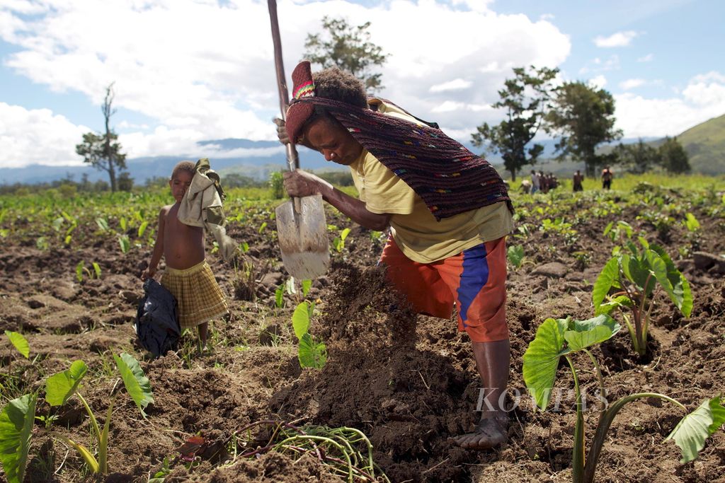 Regina Kogoya memakai noken merawat tanaman ubi manis di Distrik Asolokobal, Wamena, Papua, Senin (30/4). Noken atau tas rajutan khas Papua akhirnya diakui sebagai Warisan Budaya Dunia Tak Bergerak dalam Sidang UNESCO di Paris, Perancis, 4 Desember 2012.
