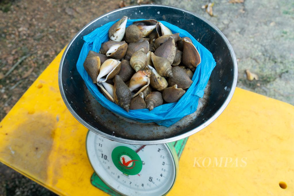 Siput gonggong tangkapan nelayan ditimbang di tempat pengepul di Kampung Monggak, Pulau Batam, Kepulauan Riau, Sabtu (15/4/2023).