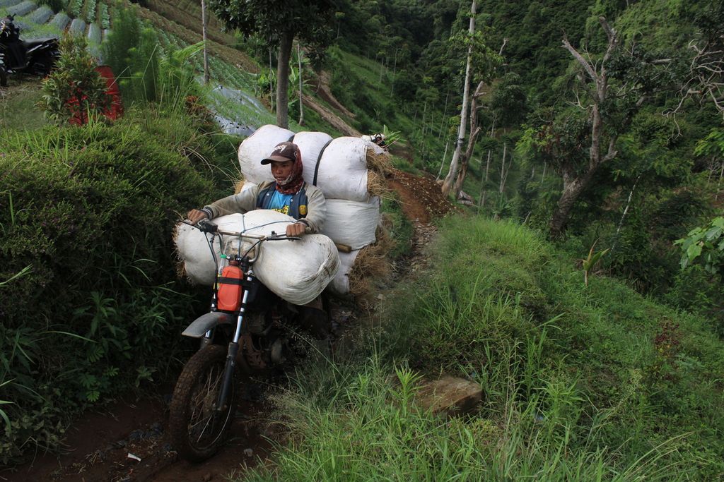 Buruh angkut menggunakan sepeda motor untuk mengangkut akar wangi dari lahan di kaki Gunung Cikuray, Desa Sukamukti, Kecamatan Cilawu, Kabupaten Garut, Jawa Barat, Sabtu (13/1/2024). Akar wangi merupakan komoditas unggulan dengan nilai ekspor yang dikelola oleh masyarakat di desa tersebut.