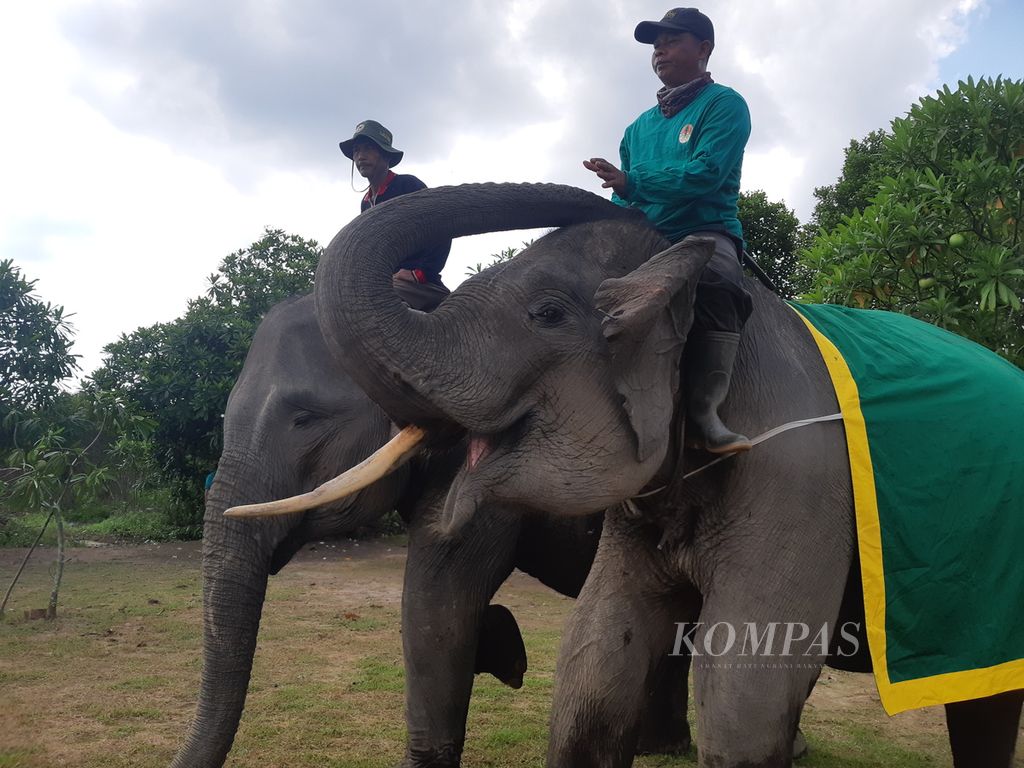 Dua gajah sumatera (<i>Elephas maximus sumatranus</i>) jinak di Suaka Margasatwa Padang Sugihan, Kabupaten Banyuasin, Sabtu (13/5/2022). Kedua gajah ini digunakan untuk menghalau gajah ketika terjadi konflik dengan warga.