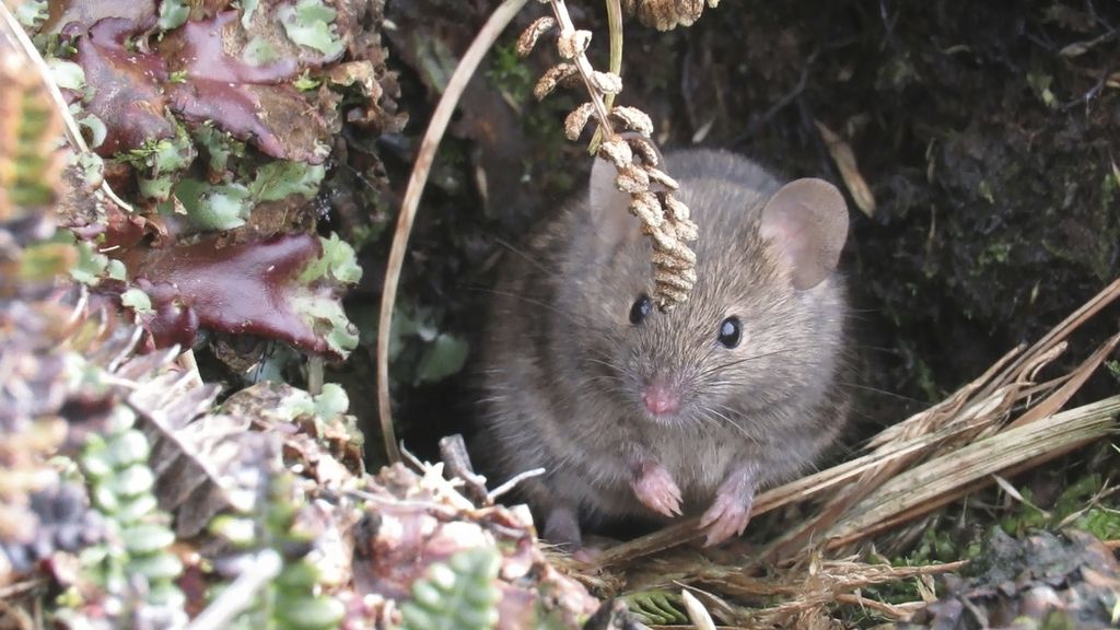 Tikus di Pulau Marion, Afrika Selatan. Dalam dua abad terakhir, tikus merajalela dan kini mengancam habitat burung di pulau dekat kutub selatan tersebut.