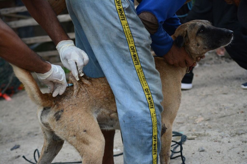 Petugas kesehatan memberikan vaksin rabies pada anjing peliharan warga di Kabupaten Dombu, Nusa Tenggara Barat.