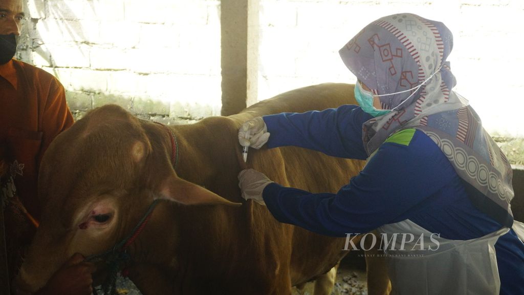Vaksinator menyuntik sapi dalam rangka vaksinasi perdana penyakit mulut dan kuku di Kabupaten Klaten, Jawa Tengah, Selasa (28/6/2022). Daerah tersebut mendapat jatah vaksin 2.200 dosis. Semua vaksin diharuskan habis pada 2 Juli 2022.