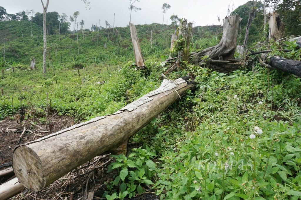 Salah satu lokasi perambahan di dalam Taman Nasional Gunung Leuser di Kabupaten Aceh Tenggara, Aceh, Senin (4/2/2019). Perambahan dilakukan oleh warga untuk dijadikan lahan perkebunan. 