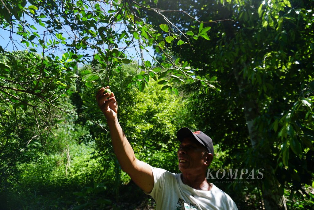 Ketua Serikat Petani Minahasa Tenggara Jansen Matandatu menunjukkan buah jeruk nipis yang tumbuh di lahan garapan miliknya di Desa Mangkit, Kecamatan Belang, Minahasa Tenggara, Sulawesi Utara, Rabu (10/1/2024). 
