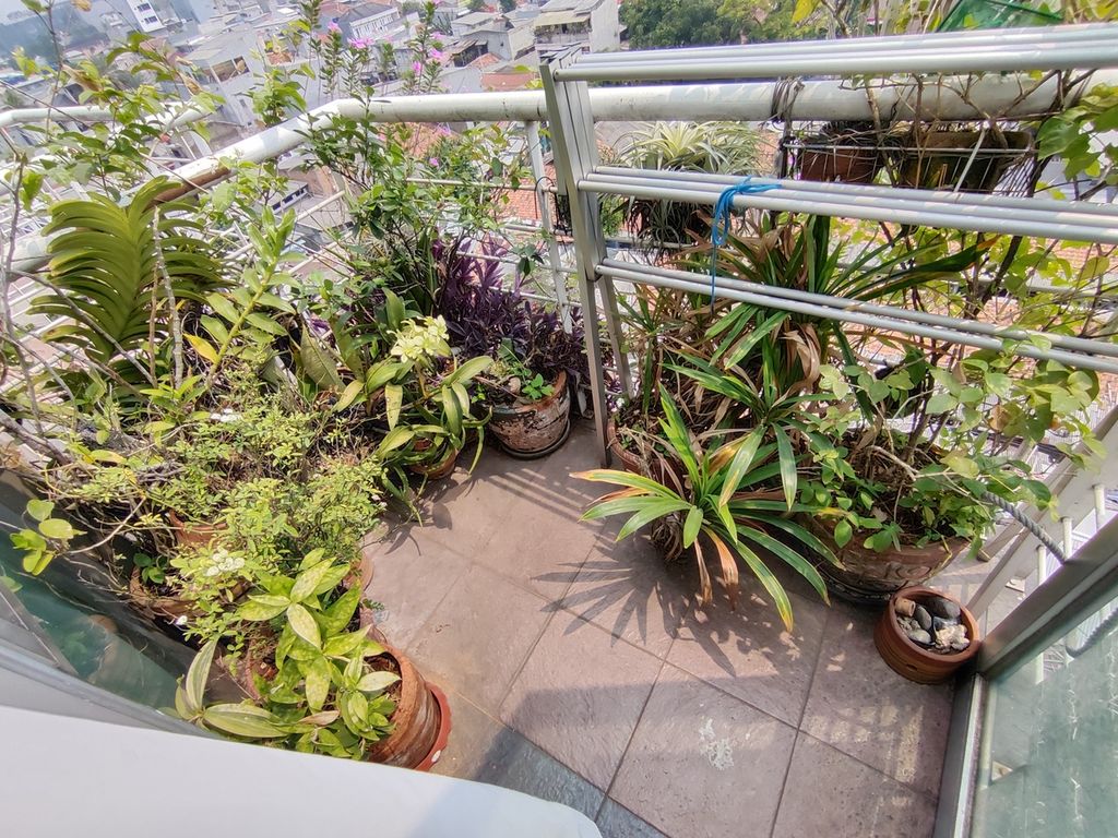 Pot tanaman hias di balkon Apartemen Winda di kawasan Jakarta Barat, Rabu (23/08/2023). Tanaman hias lainnya juga diletakkan di samping lemari dapur, dibiarkan merambat di tangga menuju mezanin, hingga beberapa tersebar di meja dan rak yang ada di apartemennya