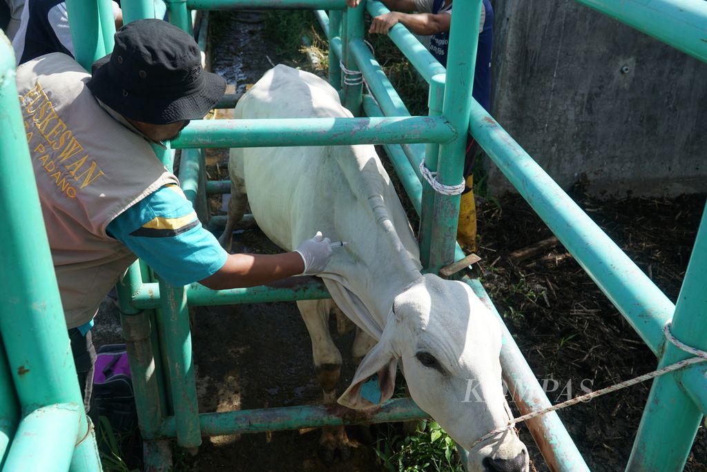 Vaksinator menyuntikkan vaksin penyakit mulut dan kuku pada sapi di kandang UPT Pembibitan Ternak Dinas Pertanian Kota Padang, Kelurahan Air Pacah, Kecamatan Koto Tangah, Padang, Sumatera Barat, Rabu (29/6/2022). 
