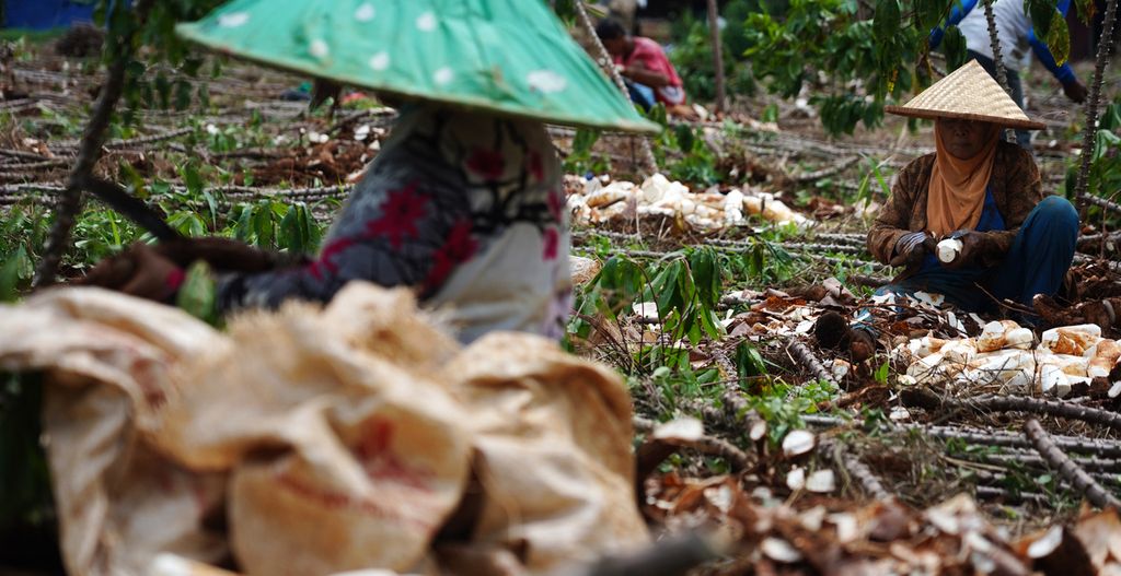 Para pekerja mengupas singkong saat panen di sebuah lahan di Cimanggis, Bojonggede, Kabupaten Bogor, Jawa Barat, Jumat (26/3/2021). Hasil panen singkong ini digunakan untuk memasok industri makanan pabrik keripik di kawasan Sentul.