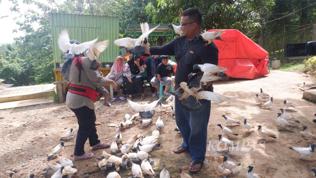 Pengunjung memberi makan pada burung dara songkok di kawasan Ekowisata Hutan Meranti, Kabupaten Kotabaru, Kalimantan Selatan, Kamis (7/7/2022). 