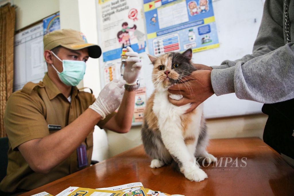 Seekor kucing ras peliharaan warga akan disuntik vaksin rabies di lingkungan RW 006 Kelurahan Gunung, Kebayoran Baru, Jakarta Selatan, Senin (10/7/2023). Selain kucing, hewan penular rabies lainnya, seperti anjing, kera, dan musang, juga wajib divaksin rabies.
