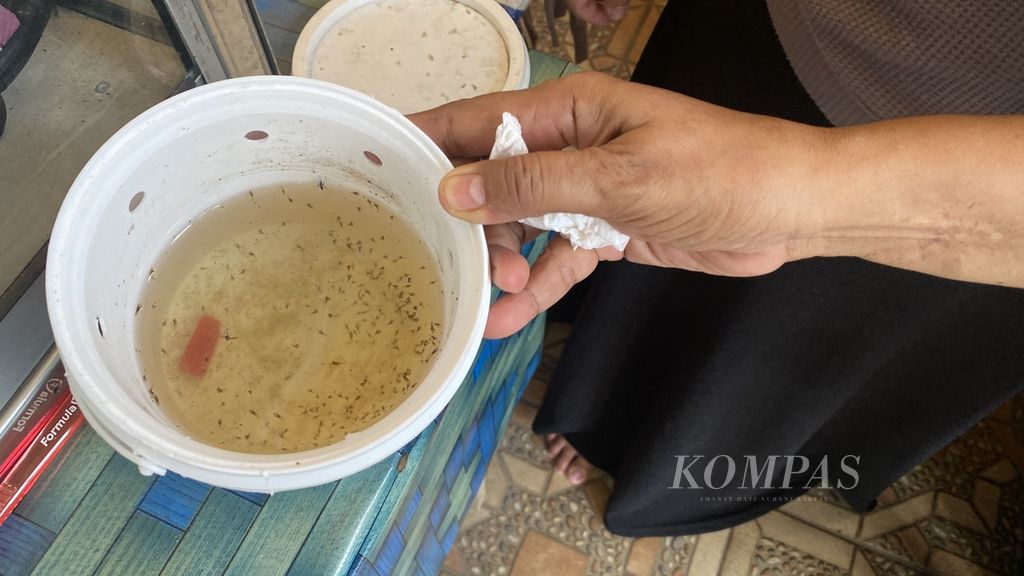 Warga menunjukkan ember berisi telur nyamuk <i>Wolbachia</i> yang telah menetas di dalam ember yang disimpan di rumahnya di Kelurahan Bulusan, Kecamatan Tembalang, Kota Semarang, Jawa Tengah, Kamis (23/11/2023). 