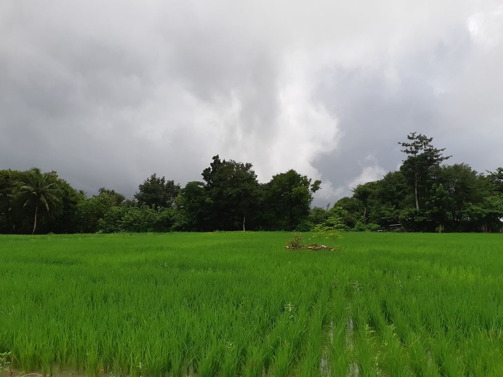 Lahan pertanian di Desa Oemasi, Kecamatan Nekamese, Kabupaten Kupang, Nusa Tenggara Timur, pada Minggu (12/2/2023). Lahan itu mengandalkan air hujan sehingga musim tanam hanya bisa satu kali.