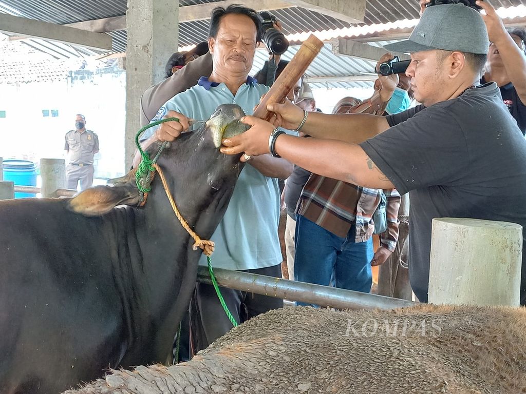 Sejumlah pekerja meminumkan ramuan jamu tradisional ke sapi di tempat penjualan sapi di Desa Segoroyoso, Kecamatan Pleret, Kabupaten Bantul, Daerah Istimewa Yogyakarta, Selasa (14/6/2022). Sejumlah sapi di tempat itu sempat menunjukkan gejala penyakit mulut dan kuku. 