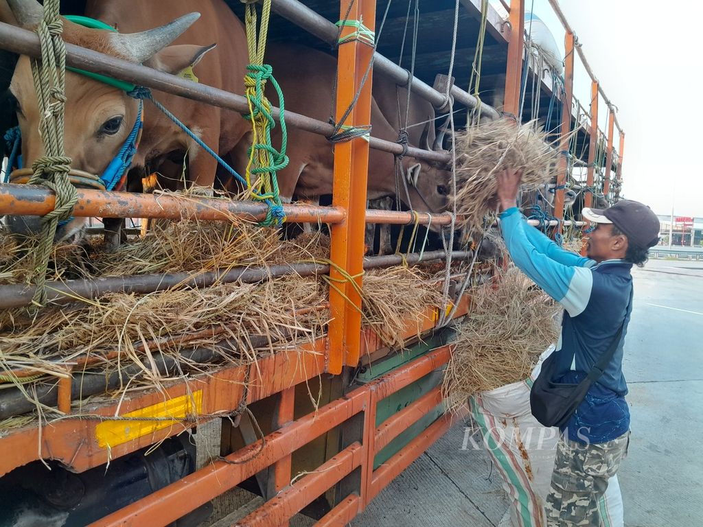 Pengawal sapi tengah memberikan pakan kepada puluhan sapi yang tengah diantar ke Jabodetabek saat beristirahat di salah satu area istirahat di Tol Trans-Jawa di Kabupaten Pasuruan, Jawa Timur, Rabu (31/5/2023).